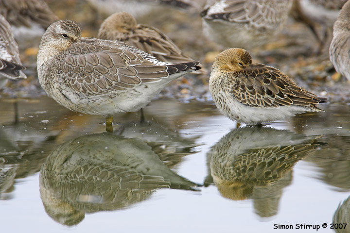 Knot and Dunlin