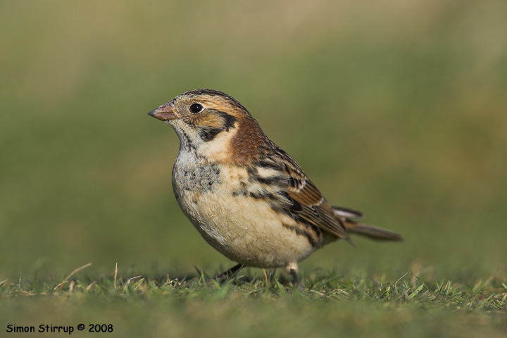 Lapland Bunting