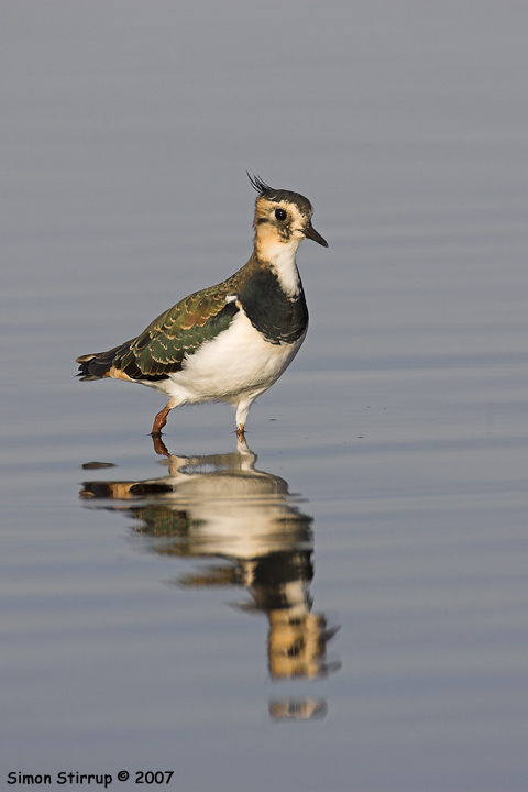 Lapwing