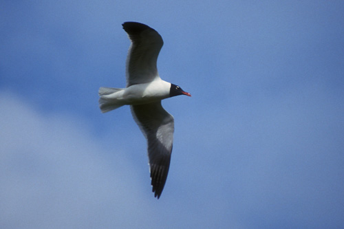 Laughing Gull
