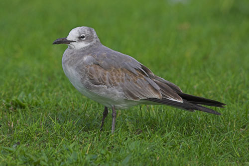 Laughing Gull
