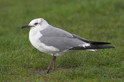 Laughing Gull