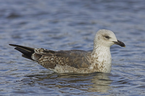 Lesser Black-backed Gull