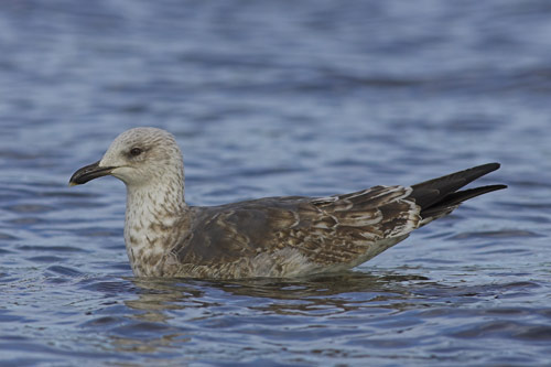 Lesser Black-backed Gull