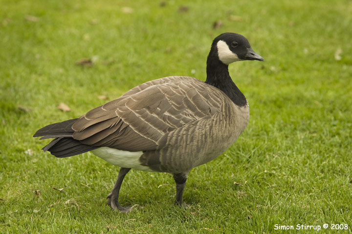 Lesser Canda Goose