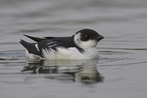 Little Auk