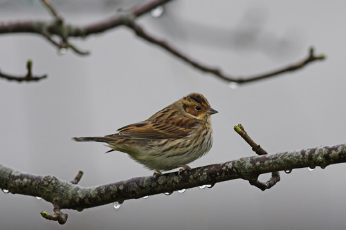 Little Bunting