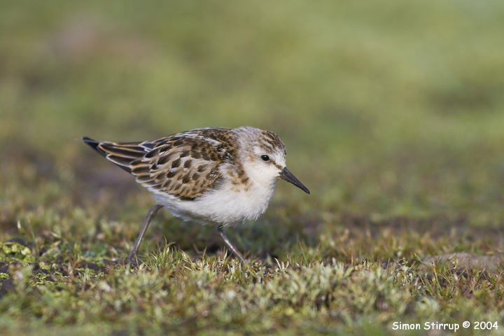Little Stint