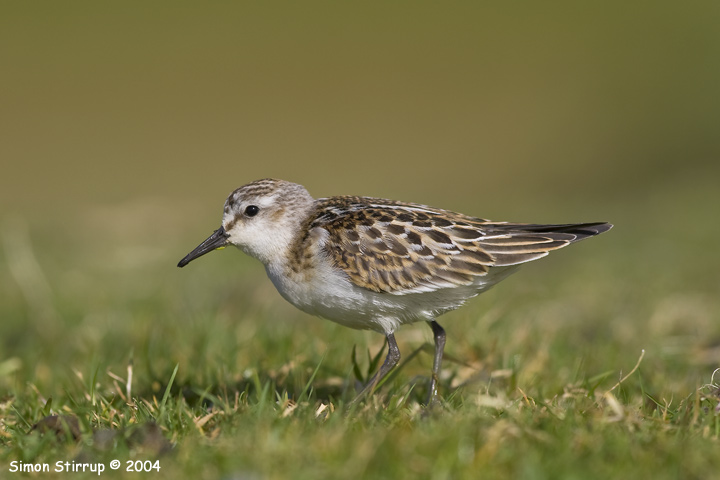 Little Stint