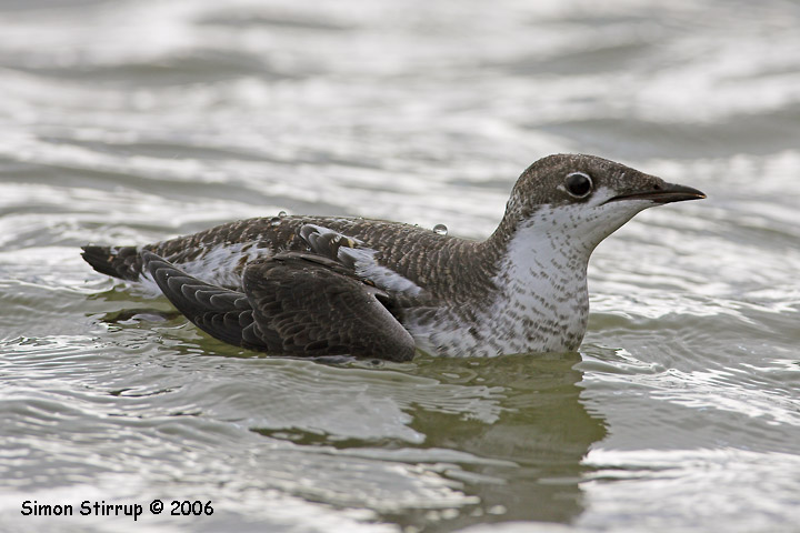 Long-billed Murrelet