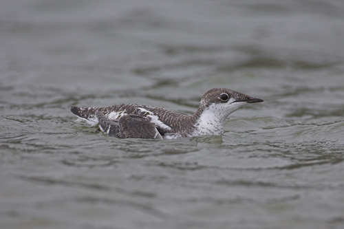 Long-billed Murrelet