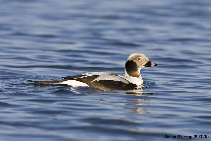 Long-tailed Duck (male)