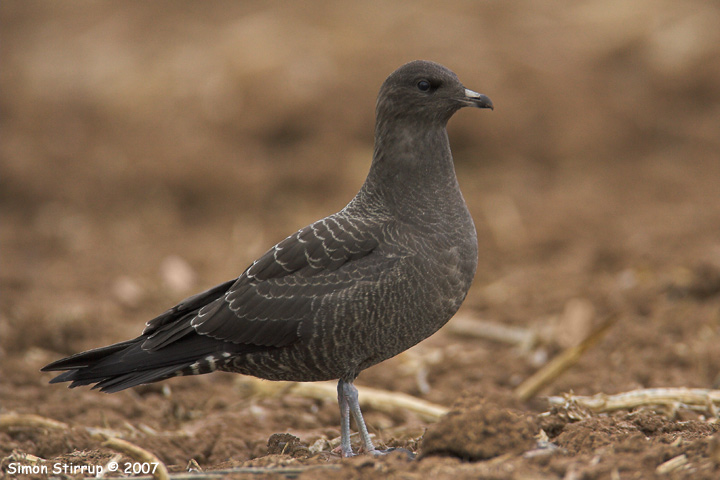 Long-tailed Skua
