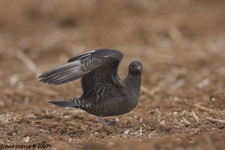 Long-tailed Skua