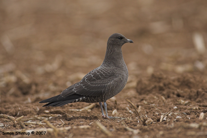 Long-tailed Skua