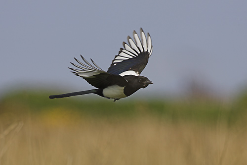 Magpie