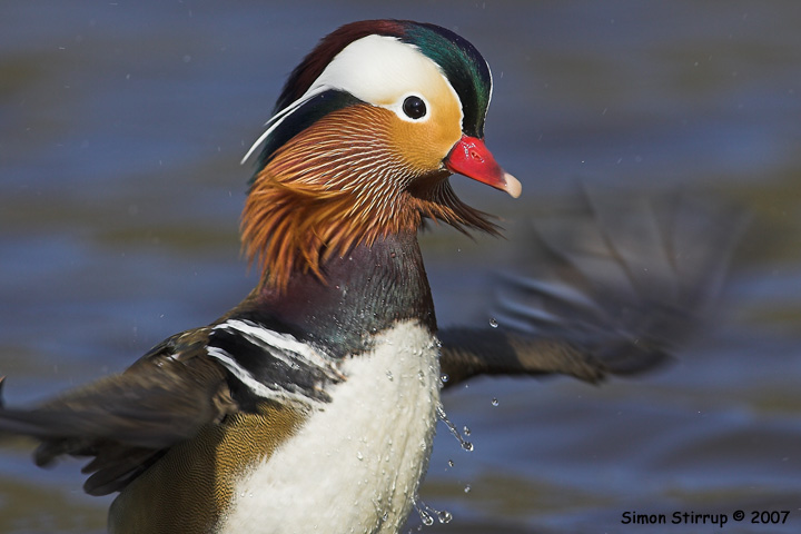 Male Mandarin Duck