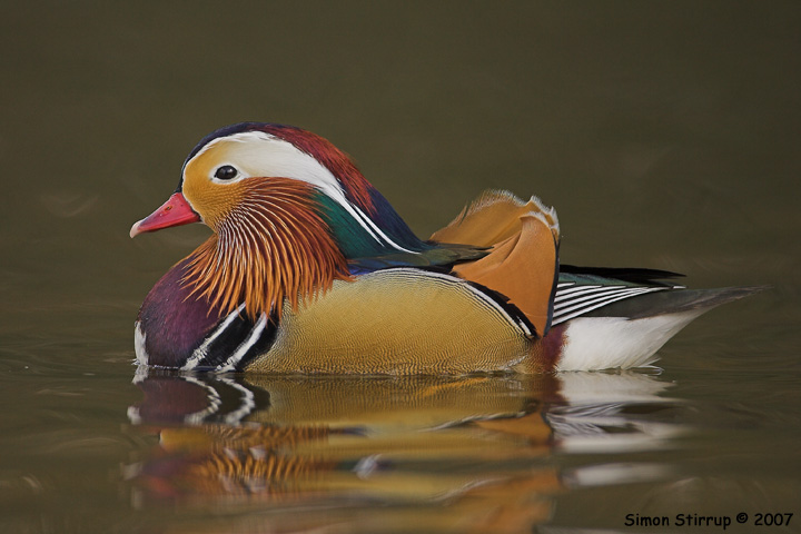 Mandarin Duck