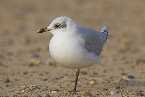 Mediterranean Gull