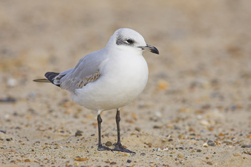 Mediterranean Gull