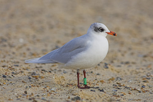 Mediterranean Gull