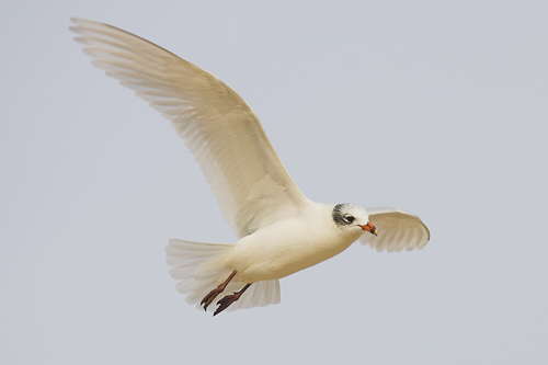 Mediterranean Gull