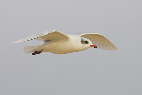 Mediterranean Gull