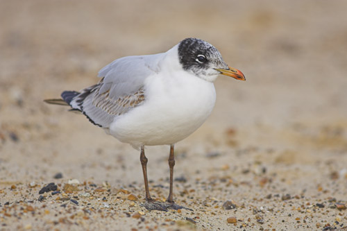Mediterranean Gull