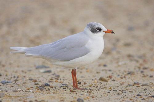 Mediterranean Gull