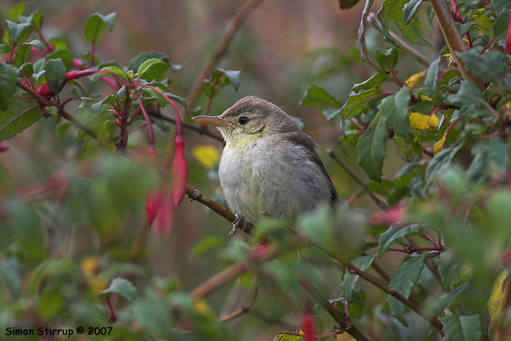 Melodious Warbler