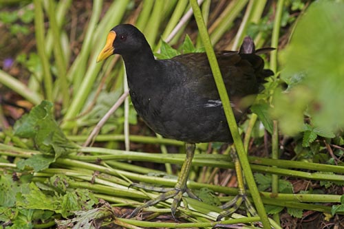 Moorhen