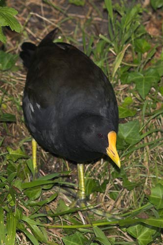 Moorhen