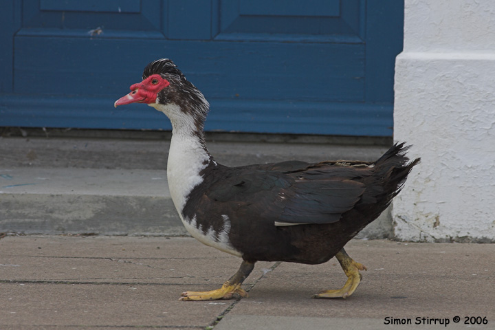 Muscovy Duck