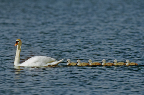 Mute Swan