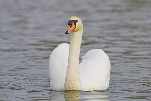 Mute Swan