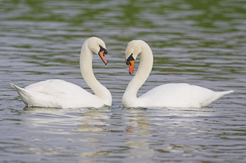 Mute Swan