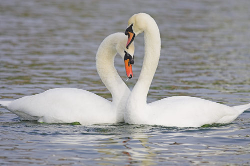 Mute Swan