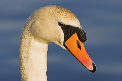 Mute Swan
