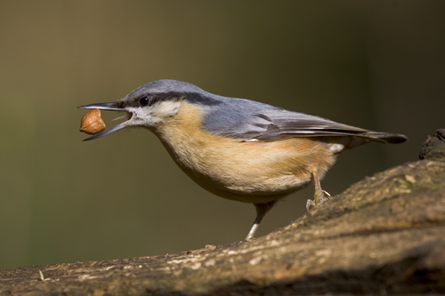 Nuthatch