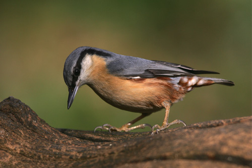 Nuthatch