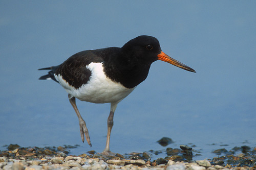 Oystercatcher
