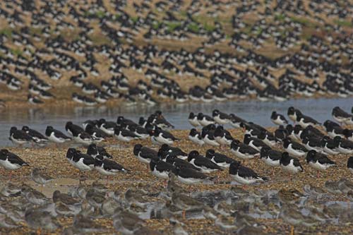 Oystercatcher