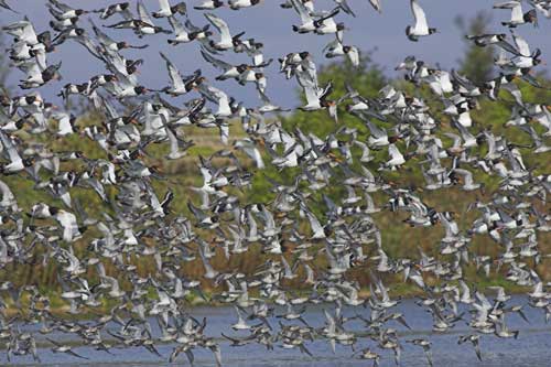 Oystercatchers and Knot