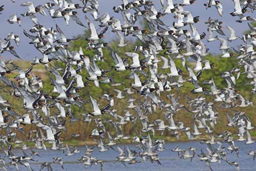 Oystercatchers and Knot