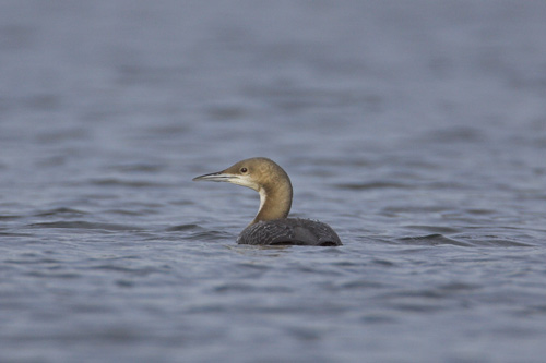 Pacific Diver