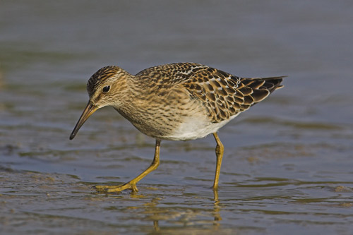 Pectoral Sandpiper