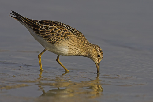 Pectoral Sandpiper