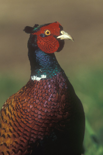 Pheasant