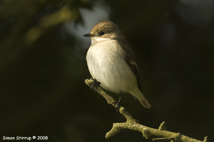 Pied Flycatcher