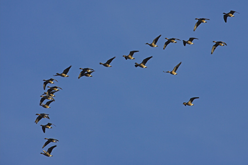 Pink-footed Goose
